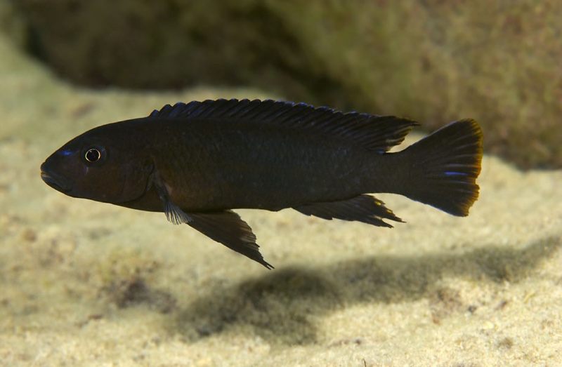 Chindongo ater 'Chinyamwezi Island'